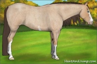 Horse Color:White Spotted Amber Champagne Roan