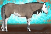 Horse Color:Buckskin Roan Splash