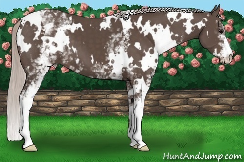 Horse Color:White Spotted Silver Black 