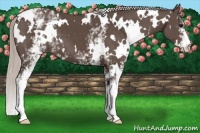 Horse Color:White Spotted Silver Black