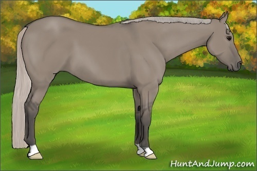 Horse Color:Silver Grullo 