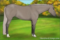 Horse Color:Silver Grullo