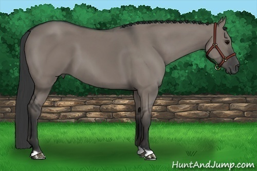 Horse Color:Grullo 