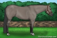 Horse Color:Grullo 