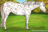 Horse Color:Palomino Appaloosa