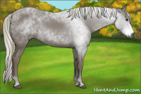 Horse Color:Gray Chestnut 