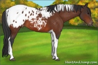 Horse Color:Bay Tobiano Appaloosa 