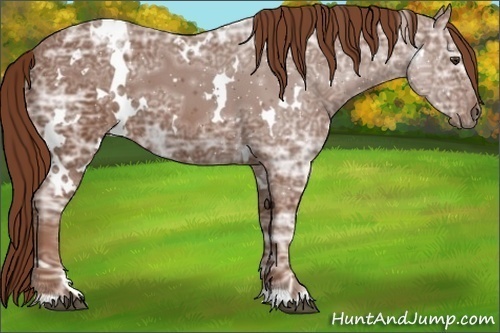 Horse Color:White Spotted Chestnut Ice 