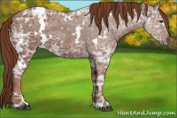 Horse Color:White Spotted Chestnut Ice