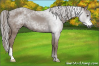 Horse Color:Gray Chestnut 