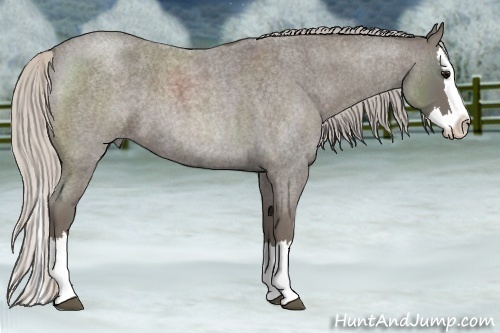Horse Color:Silver Blue Roan Splash