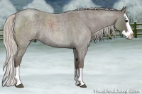 Horse Color:Silver Blue Roan Splash