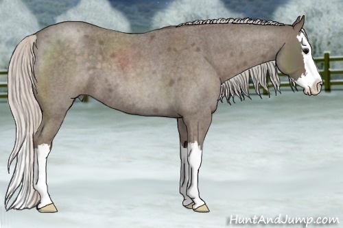 Horse Color:Silver Blue Roan Splash 