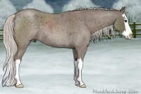Horse Color:Silver Blue Roan Splash