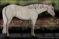 Horse Color:Silver Grullo Roan 