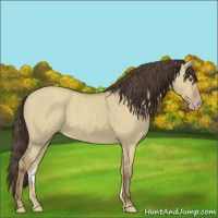 Horse Color:Classic Champagne Dun 