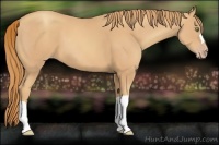 Horse Color:Gold Champagne 