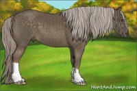 Horse Color:Chocolate Palomino 