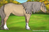 Horse Color:Chocolate Palomino Dun 