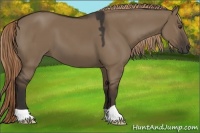 Horse Color:Liver Red Dun 