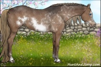 Horse Color:Liver Chestnut Sabino Frame 