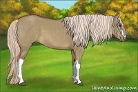 Horse Color:Chocolate Palomino Dun 
