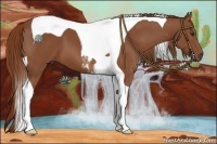 Horse Color:Chestnut Tobiano 