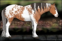 Horse Color:Bay Splash Tobiano Appaloosa  and Bay Splash Tobiano Appaloosa Rabicano 