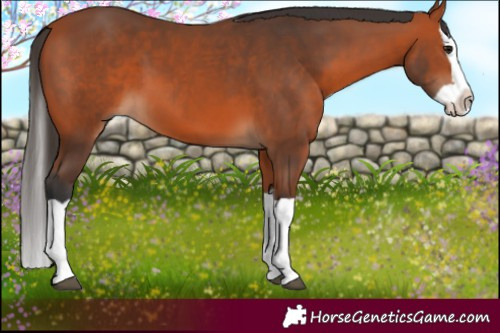 Horse Color:Bay Splash 