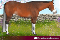 Horse Color:Bay Splash 