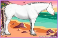 Horse Color:Gold Champagne Appaloosa 