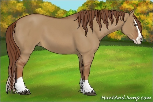 Horse Color:Red Dun Splash 