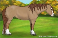 Horse Color:Red Dun Splash