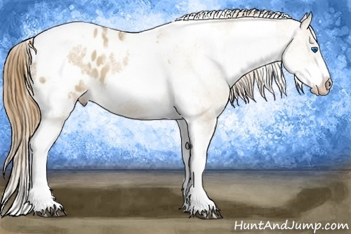 Horse Color:White Spotted Grullo Pearl Splash Tobiano Frame Appaloosa