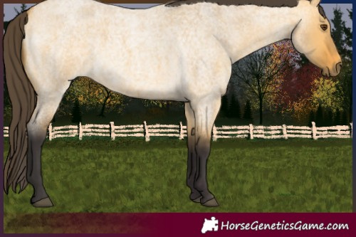 Horse Color:Buckskin Roan Dun 