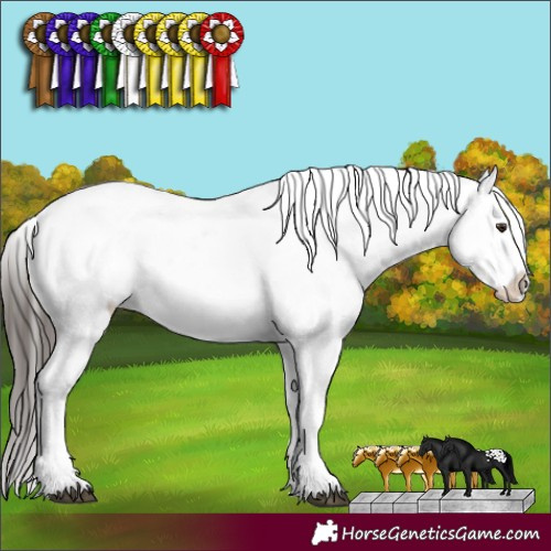 Horse Color:White Spotted Liver Chestnut Appaloosa 