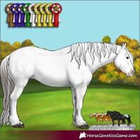 Horse Color:White Spotted Liver Chestnut Appaloosa 