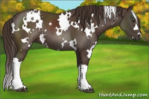 Horse Color:White Spotted Liver Chestnut