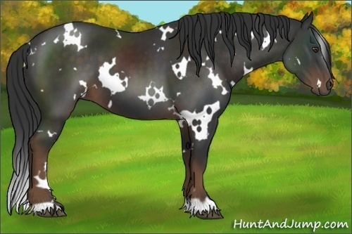 Horse Color:White Spotted Liver Chestnut 