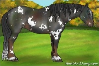 Horse Color:White Spotted Liver Chestnut