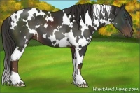 Horse Color:White Spotted Liver Chestnut 