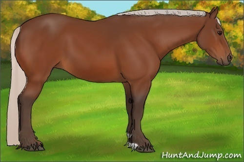 Horse Color:Silver Bay 