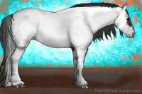 Horse Color:Black Near Fewspot 