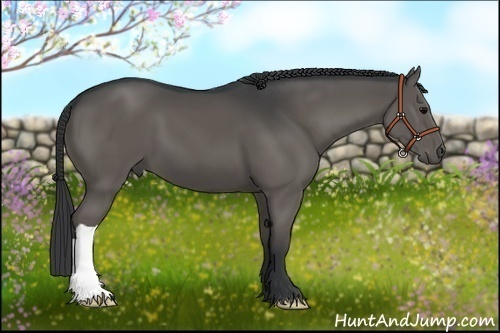 Horse Color:Black 