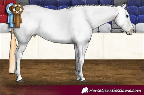 Horse Color:White Spotted Buckskin Splash Appaloosa 