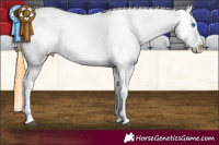 Horse Color:White Spotted Buckskin Splash Appaloosa 