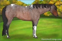 Horse Color:Bay Roan Tobiano