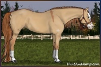 Horse Color:Red Dun Splash 