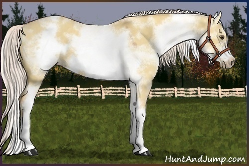 Horse Color:White Spotted Palomino Dun Splash Frame 