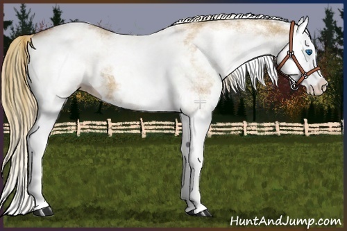 Horse Color:White Spotted Red Dun Splash